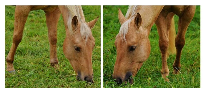 Natürliche Schiefe Pferd 1+2