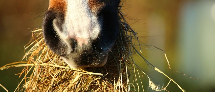 Ernährungsbedingte Krankheiten