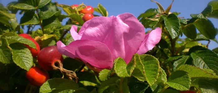 Hagebuttenrose
