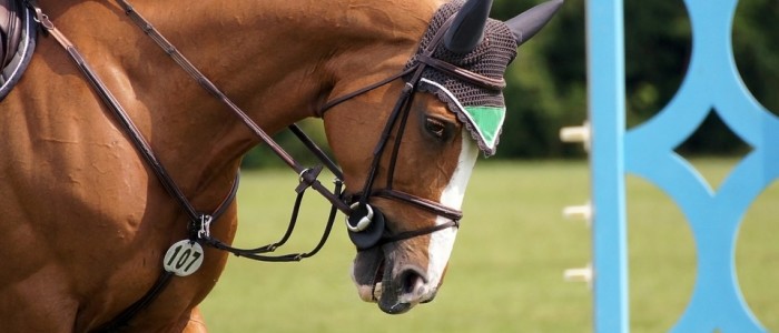 Hilfszügel Überblick